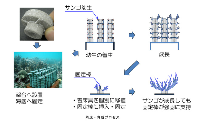 サンゴ増殖のためのモルタル製着床具を開発