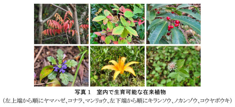 写真1 室内で生育可能な在来植物