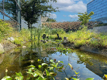  水質保全システムを導入したビオトープ池