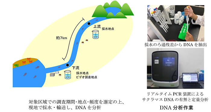 図1　サクラマスのモニタリング調査概要