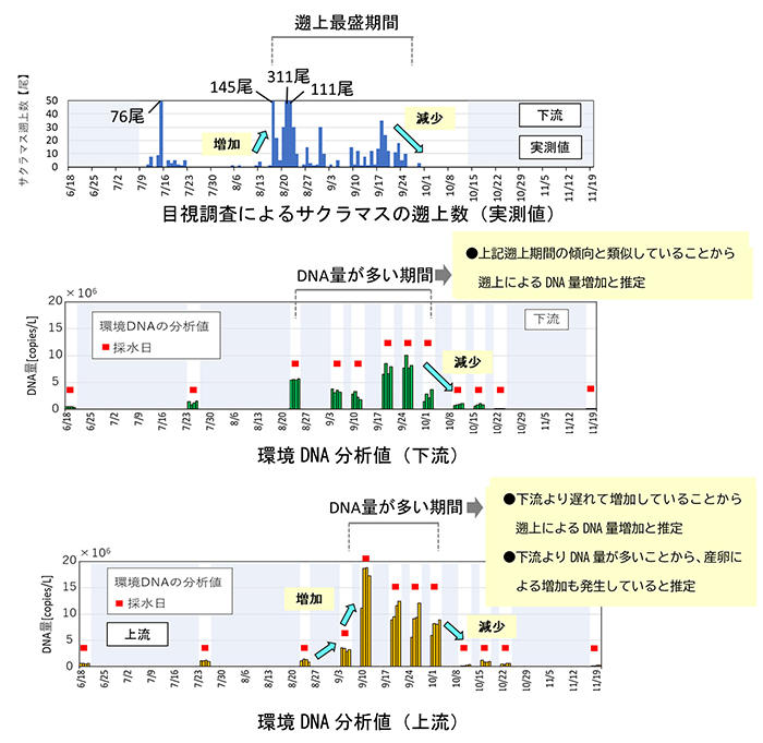 図2　サクラマスのモニタリング調査結果（目視調査、環境DNA分析値）