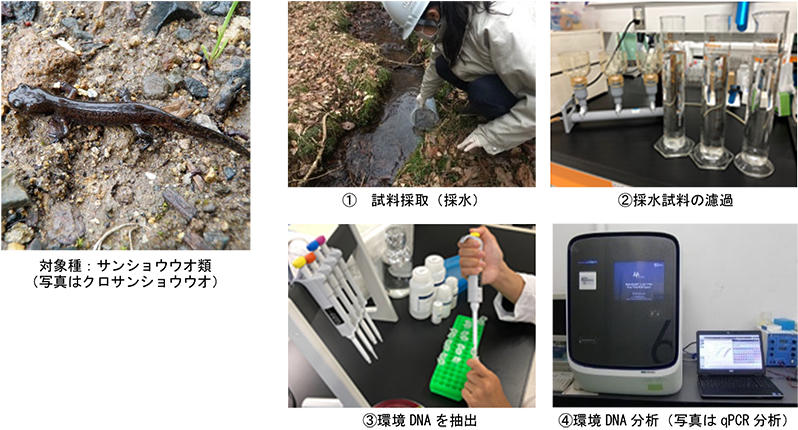 写真1 希少両生類を対象とした環境DNA分析の概略フロー