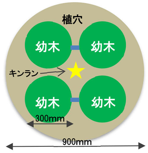 図1　寄せ植えの配置