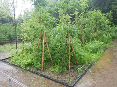 写真1 屋外試験区での実証試験状況