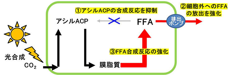 図2　非組み換え藻類における細胞外へのFFA生産機構