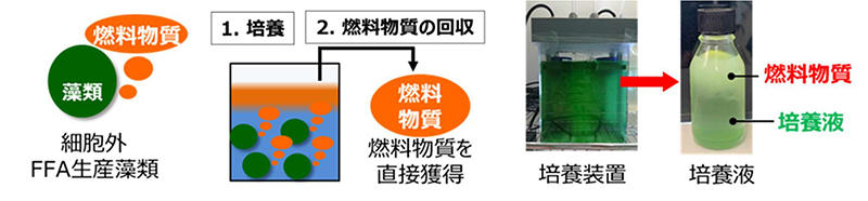 図3　開発した細胞外FFA生産藻類の燃料生産イメージ（左）と培養の様子（右）