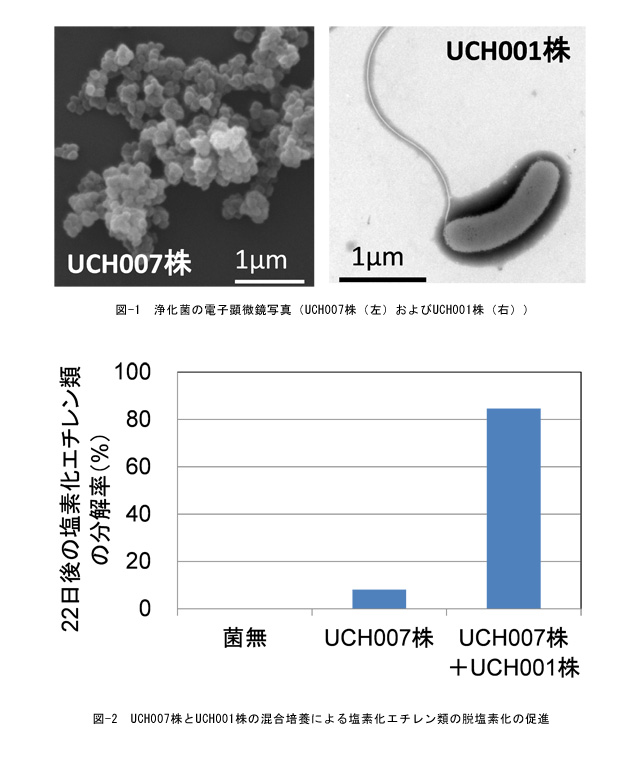 国内初 単離した完全脱塩素細菌を用いた浄化技術を開発