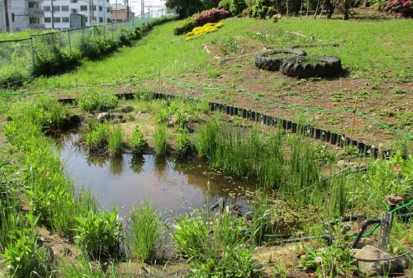 実証実験(約10m2)での生育状況
