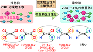 有機塩素化合物の分解過程