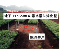 各務原台地のニンジン畑における実証試験（鉛直浄化壁）