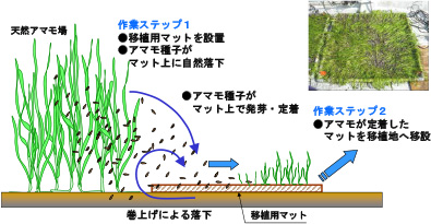 アマモの移植工法(概念図)