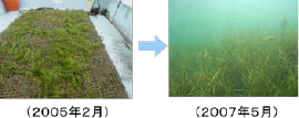 アマモの移植実験（三重県英虞湾）