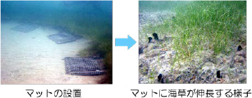 ウミジグサの移植実験(亜熱帯の離島)