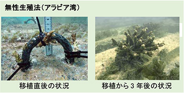 無性生殖法(アラビア湾)