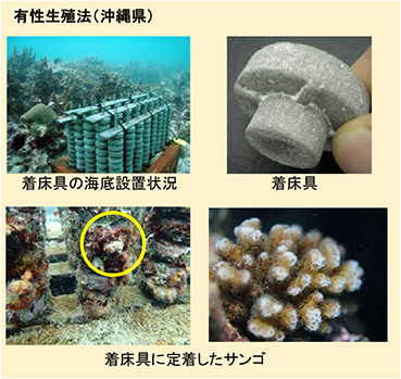 有性生殖法(沖縄県)